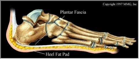 Plantar Fascia